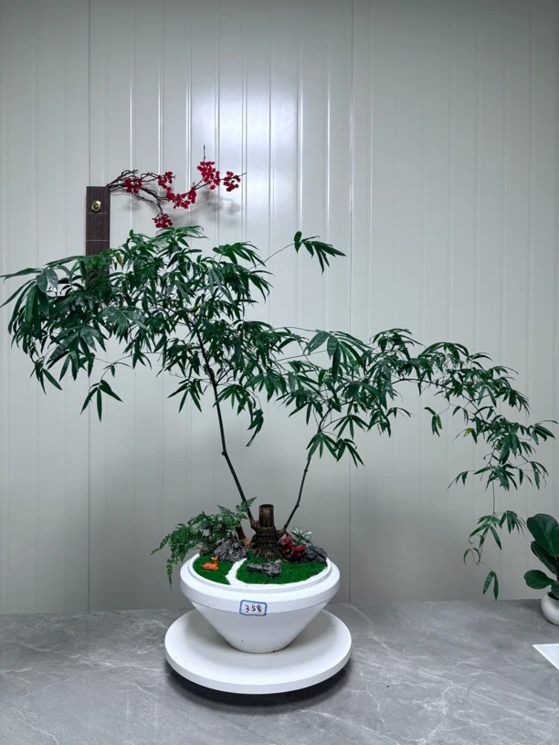 勒竹7号（仅此一盆）顺丰包邮观音竹小叶簕竹罗汉竹竹牛价值茶室