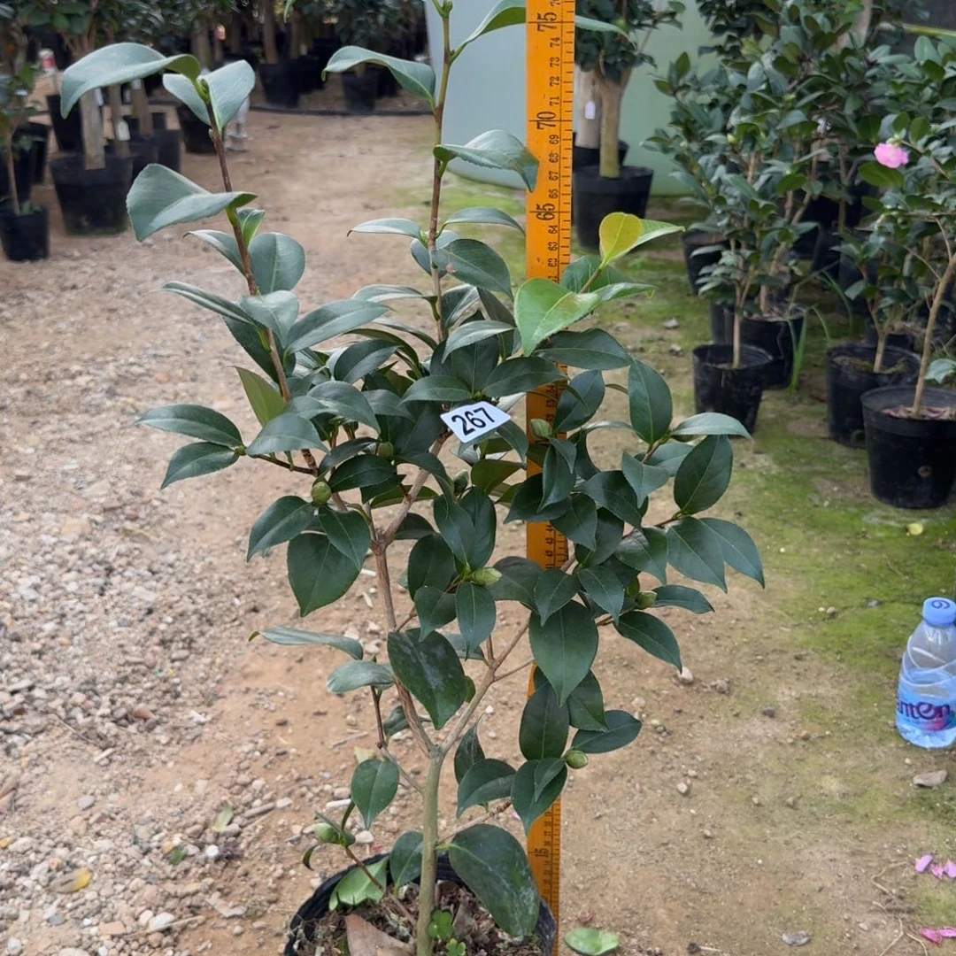 少量花朵（建议范围：2朵-5朵 或40%以下）267友之浦