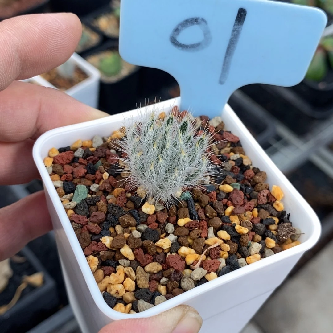 沃特山大型金刚钻