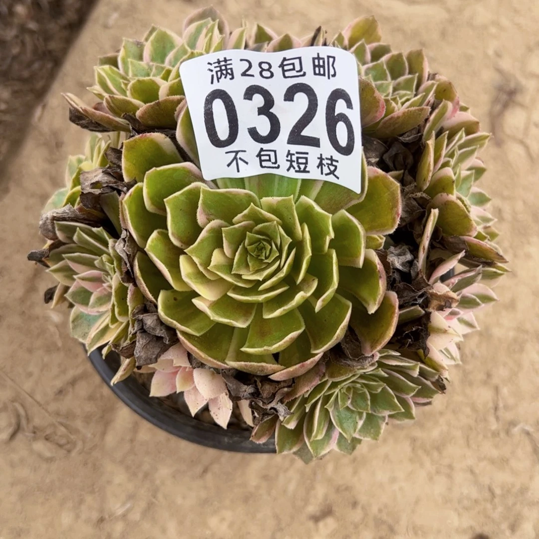 黑魔锦多肉植物0326