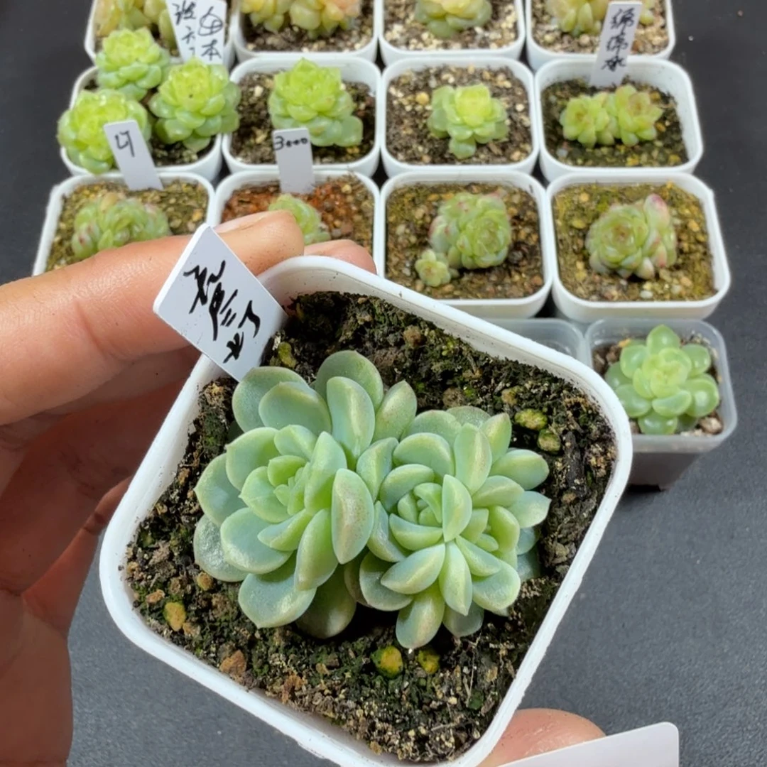 四头无尽灯一物一拍191