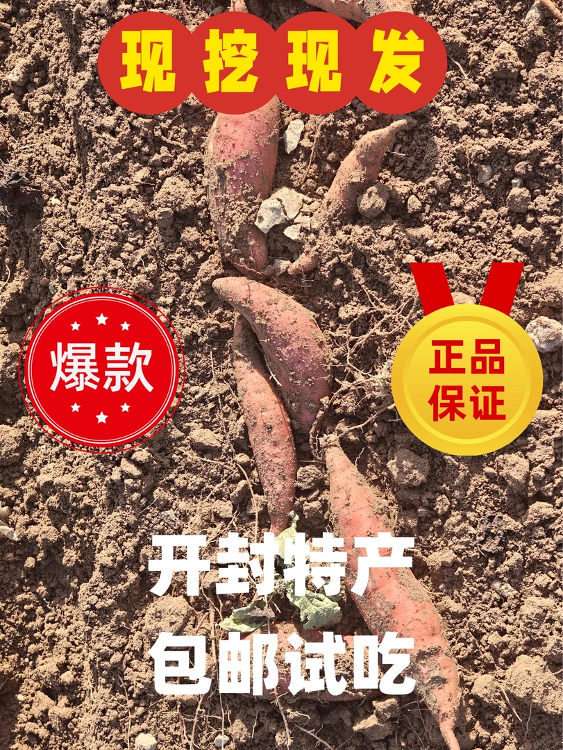 【现挖现发】正宗河南板栗红薯沙地蜜心红薯番薯西瓜红超甜软糯