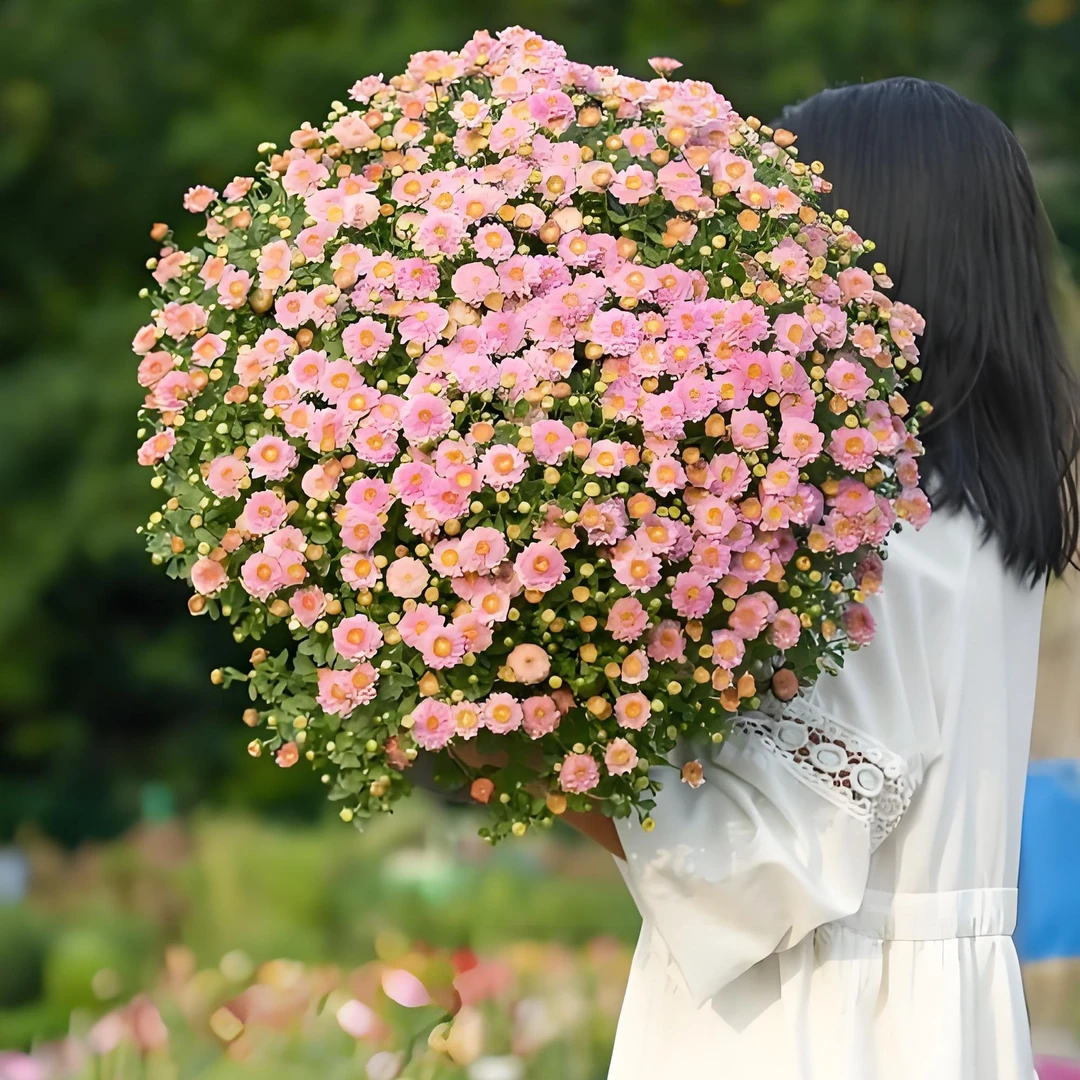 老头子家全品类专用链接 各类花卉植物观花观叶