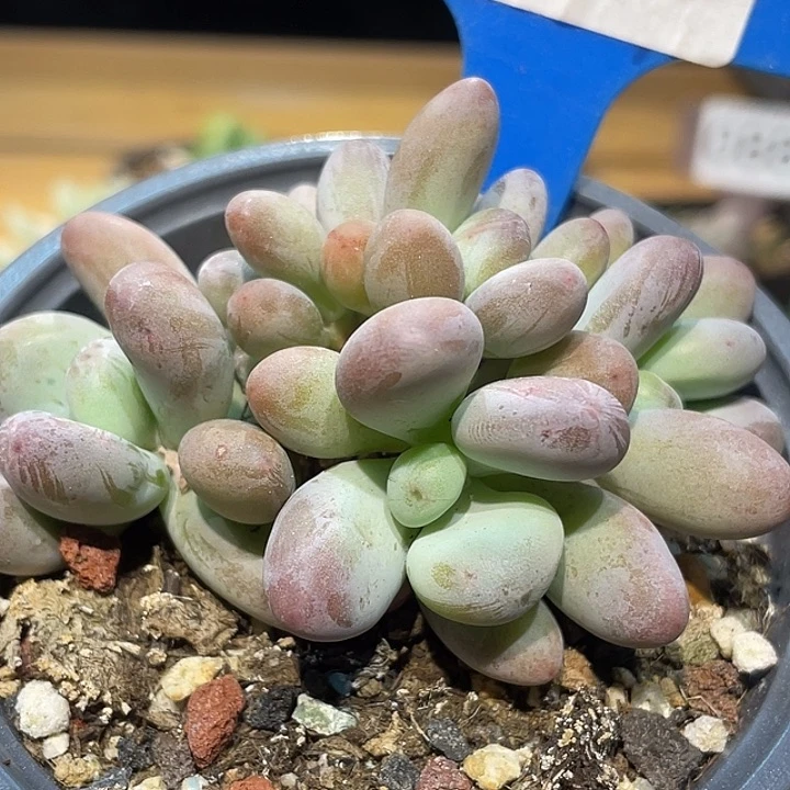 西瓜奶099号的啊啊啊多肉啊啊