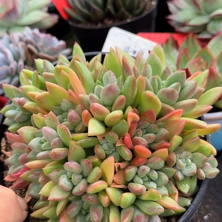 贵妃美人惊鸿一物一拍包装收缩花旱