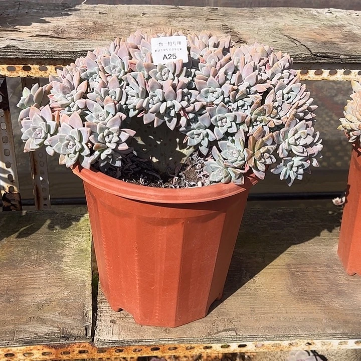 淡雪缀化，一物一拍