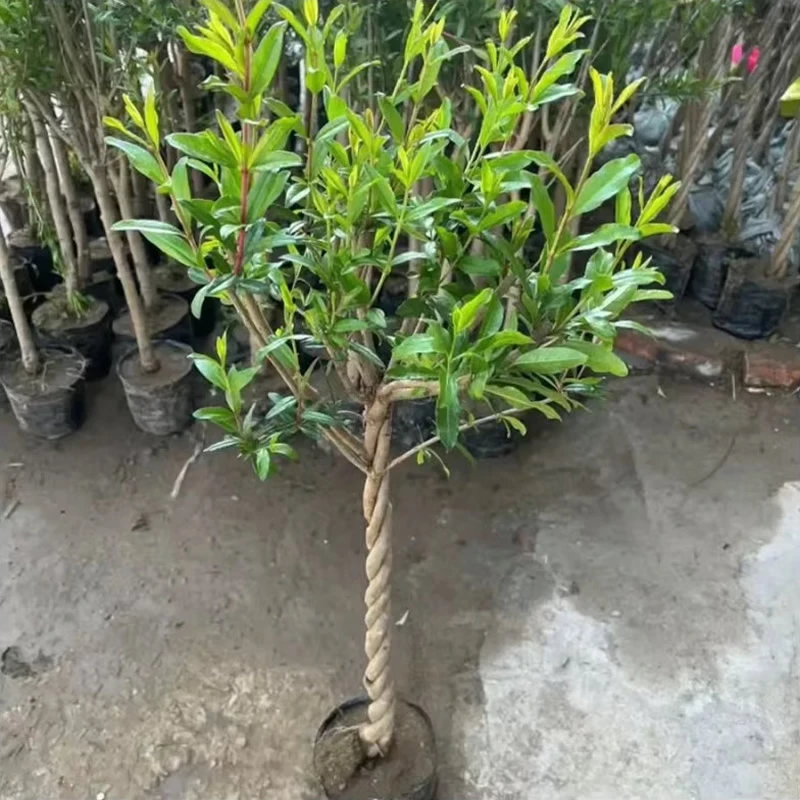 金银花树桩造型树苗南方北方种植盆栽地栽