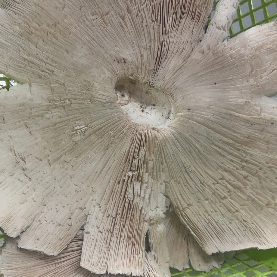 斗鸡公一物一拍勿乱拍