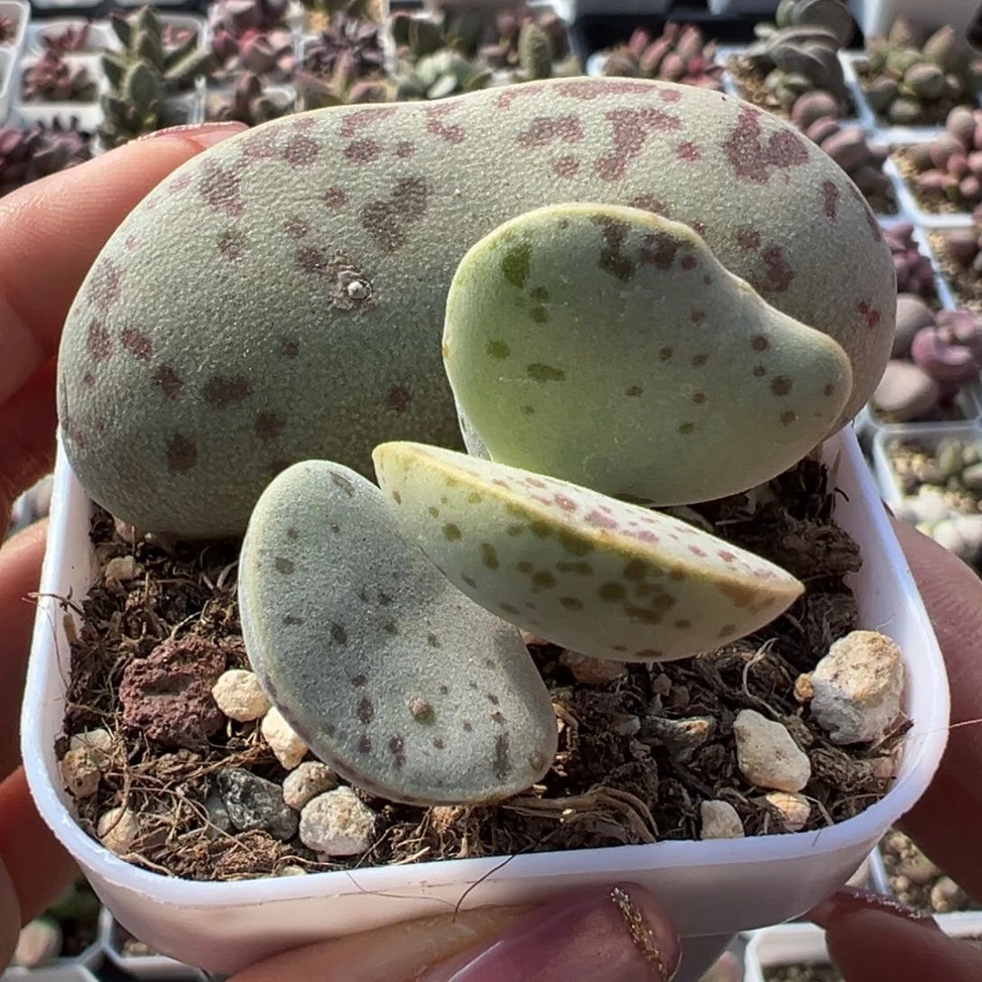 花蛋水泡超大母叶多肉植物水泡