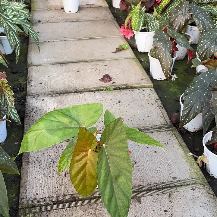 完全开放棱花镜秋海棠