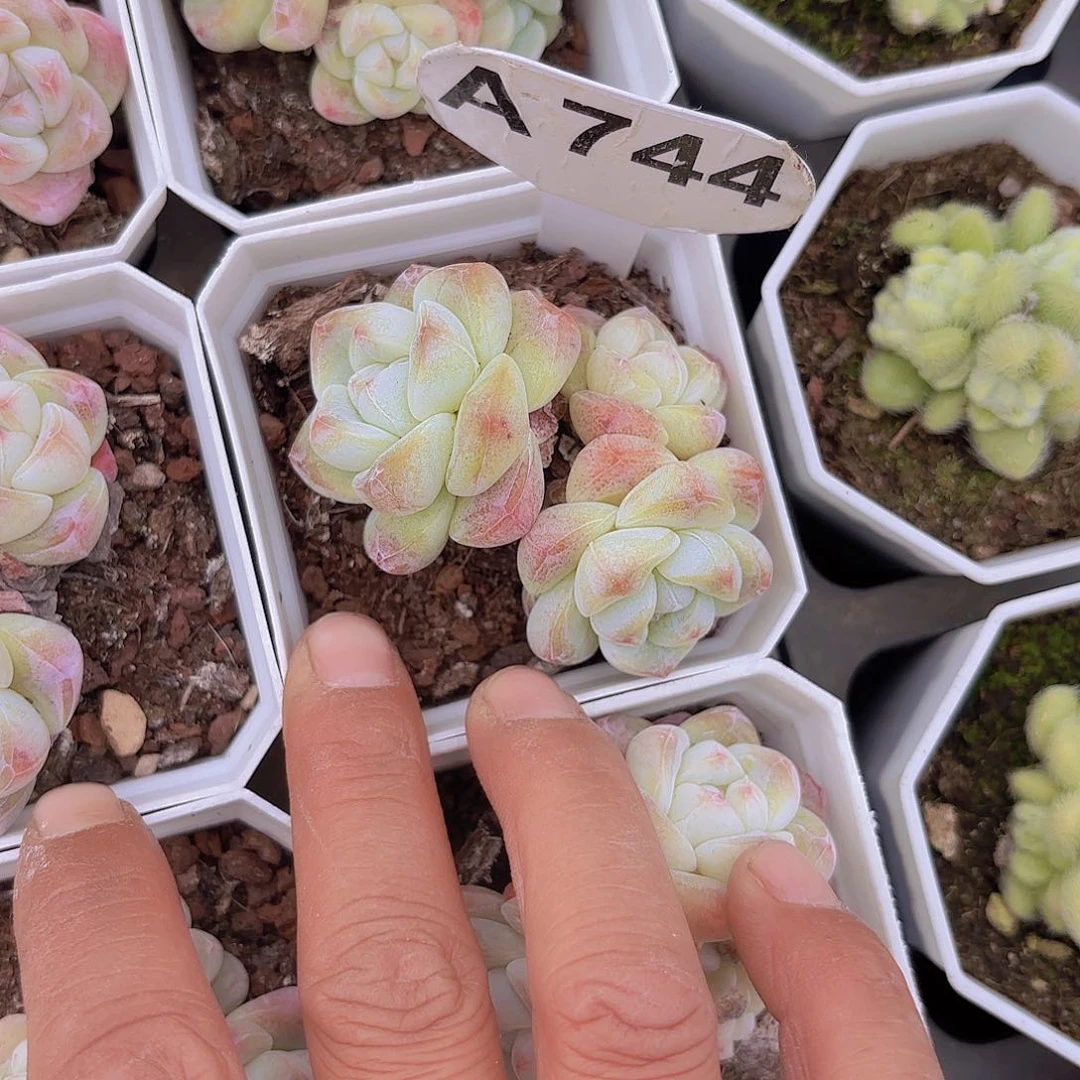 A744冰玉一物一拍