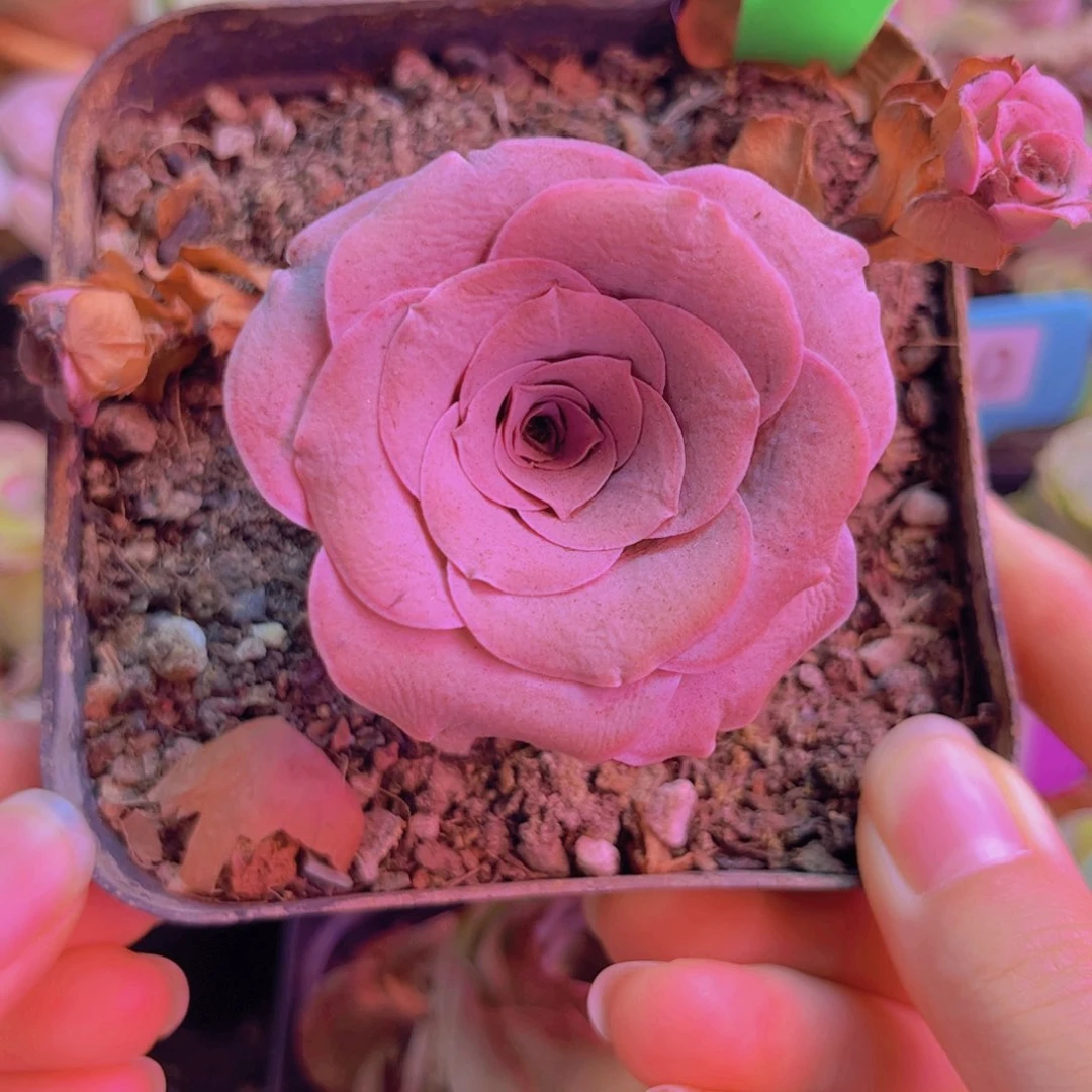 369山地玫瑰紫色