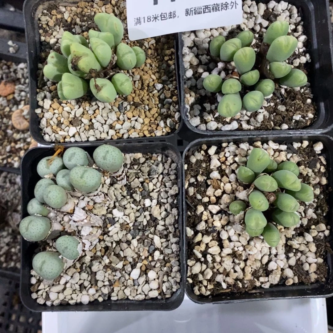 没****1100。
