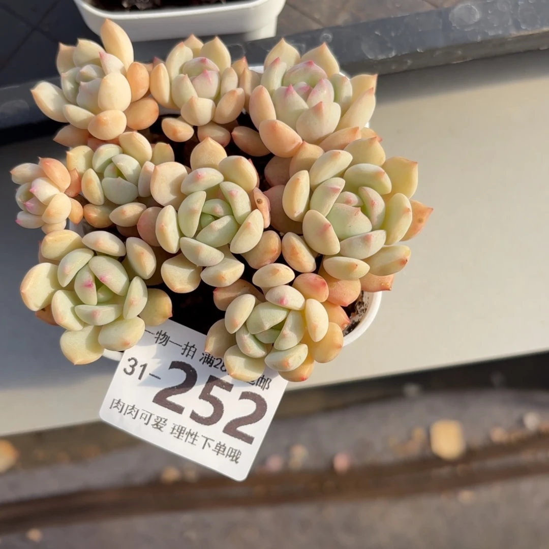 蜜桃格林老桩无盆土发货