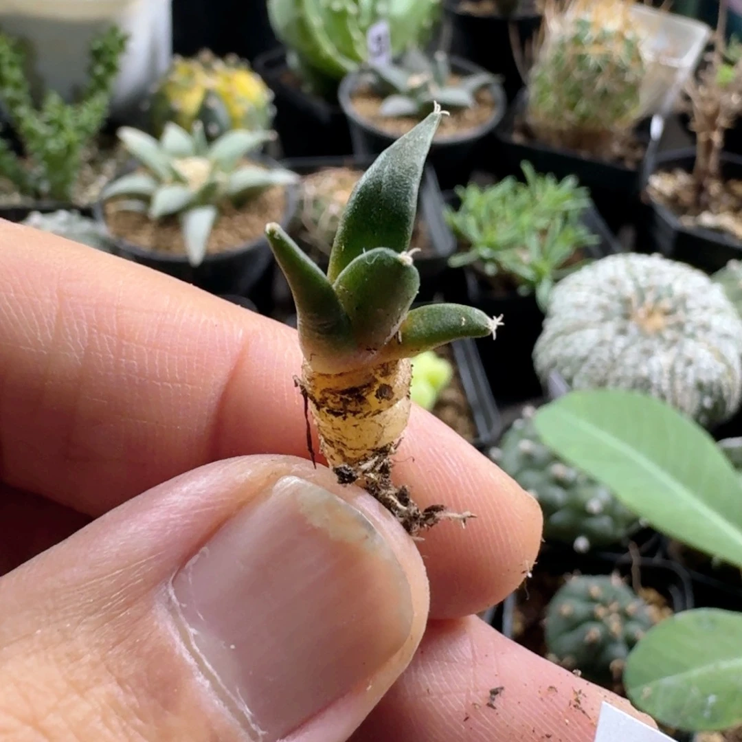 477岩牡丹小苗脱土发货一个随机