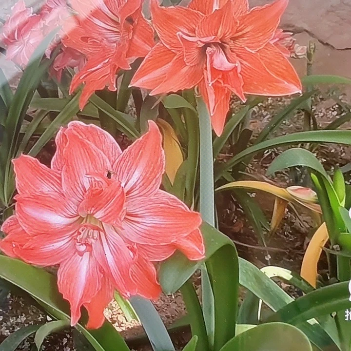 珍妮小姐直径8+基地球