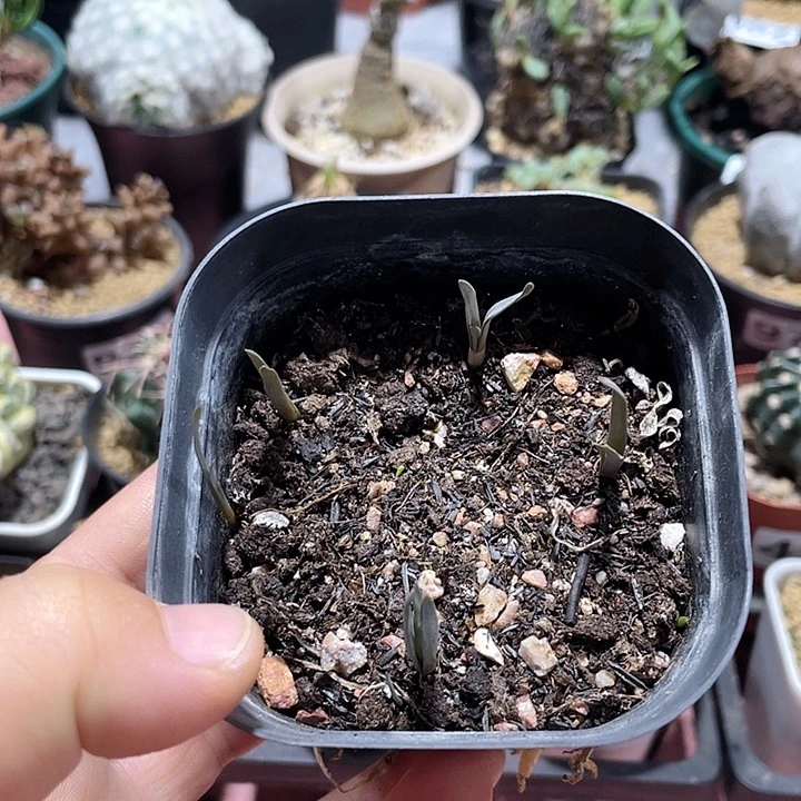 024宽海带弹簧草，