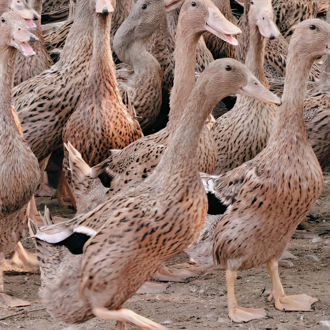 （源头养殖场直销）超高产金定麻鸭，天然喂养，吃出健康食品