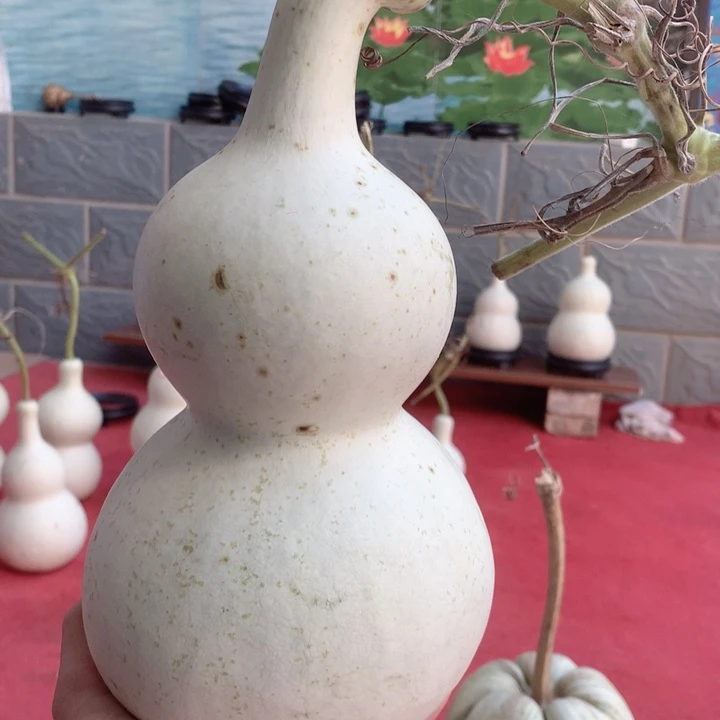 舍***。中号尺寸的尺寸大小尺寸
