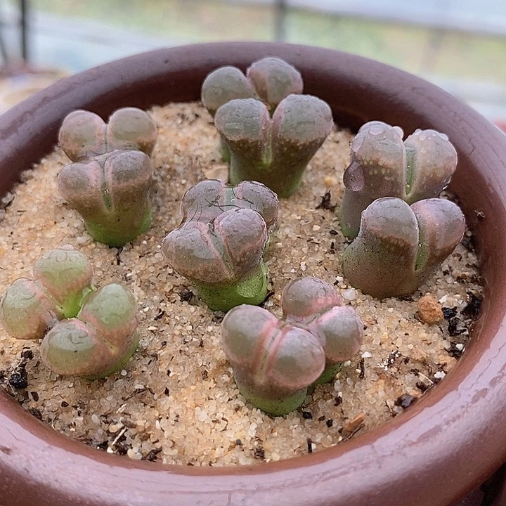 22506双头鲑鱼粉风铃一颗