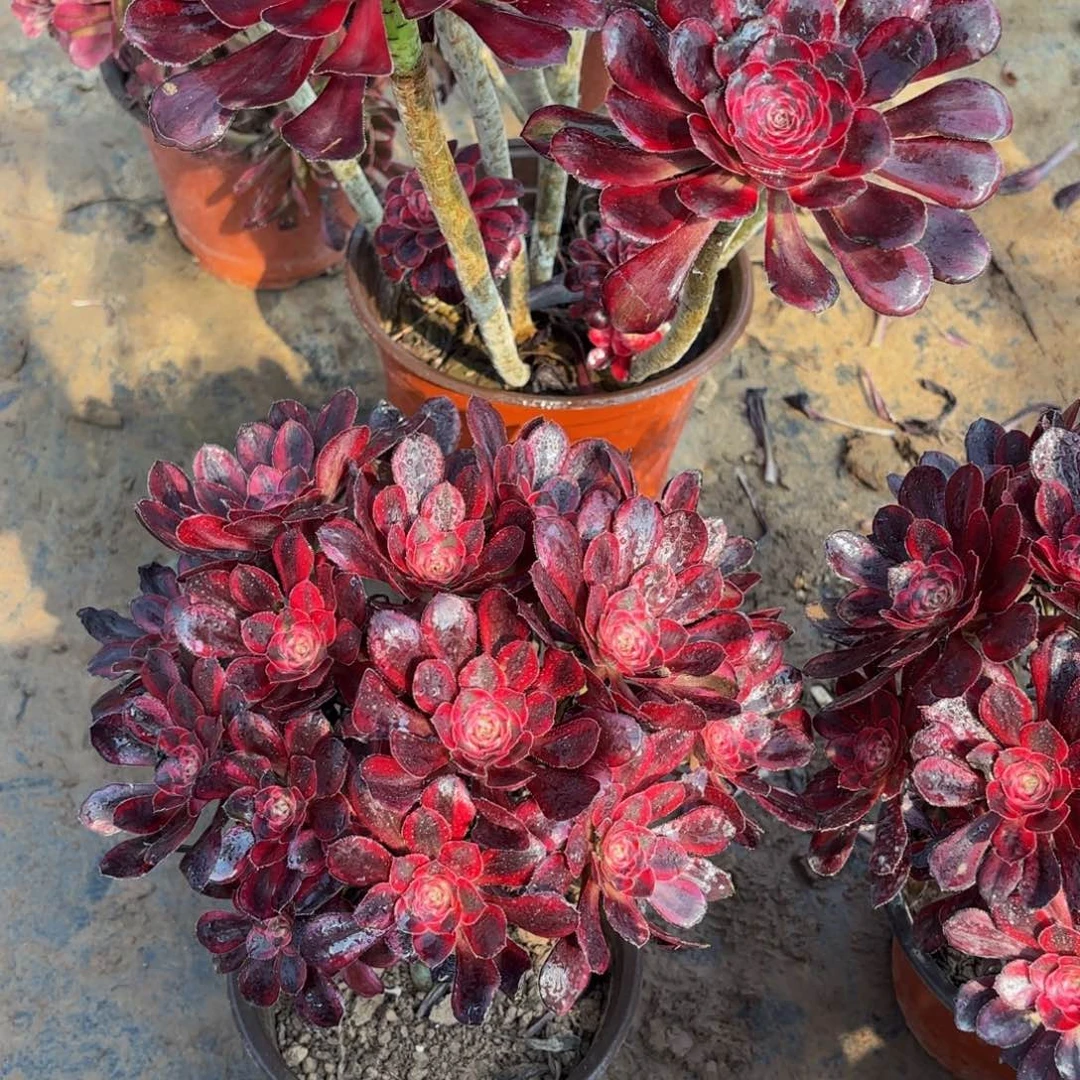 香奈儿掐心9.9多肉植物