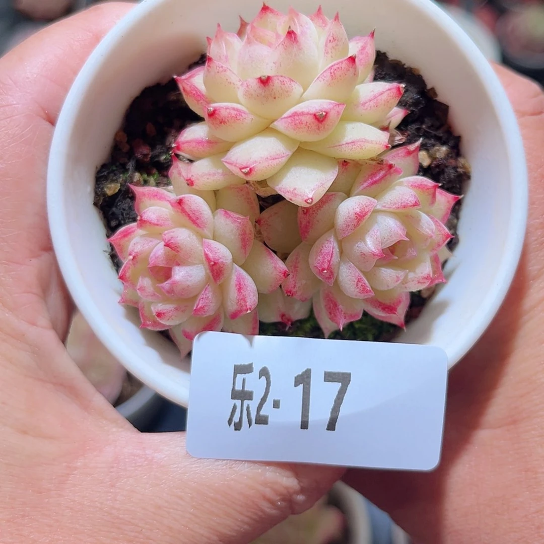 乐2- 17女王群不包整