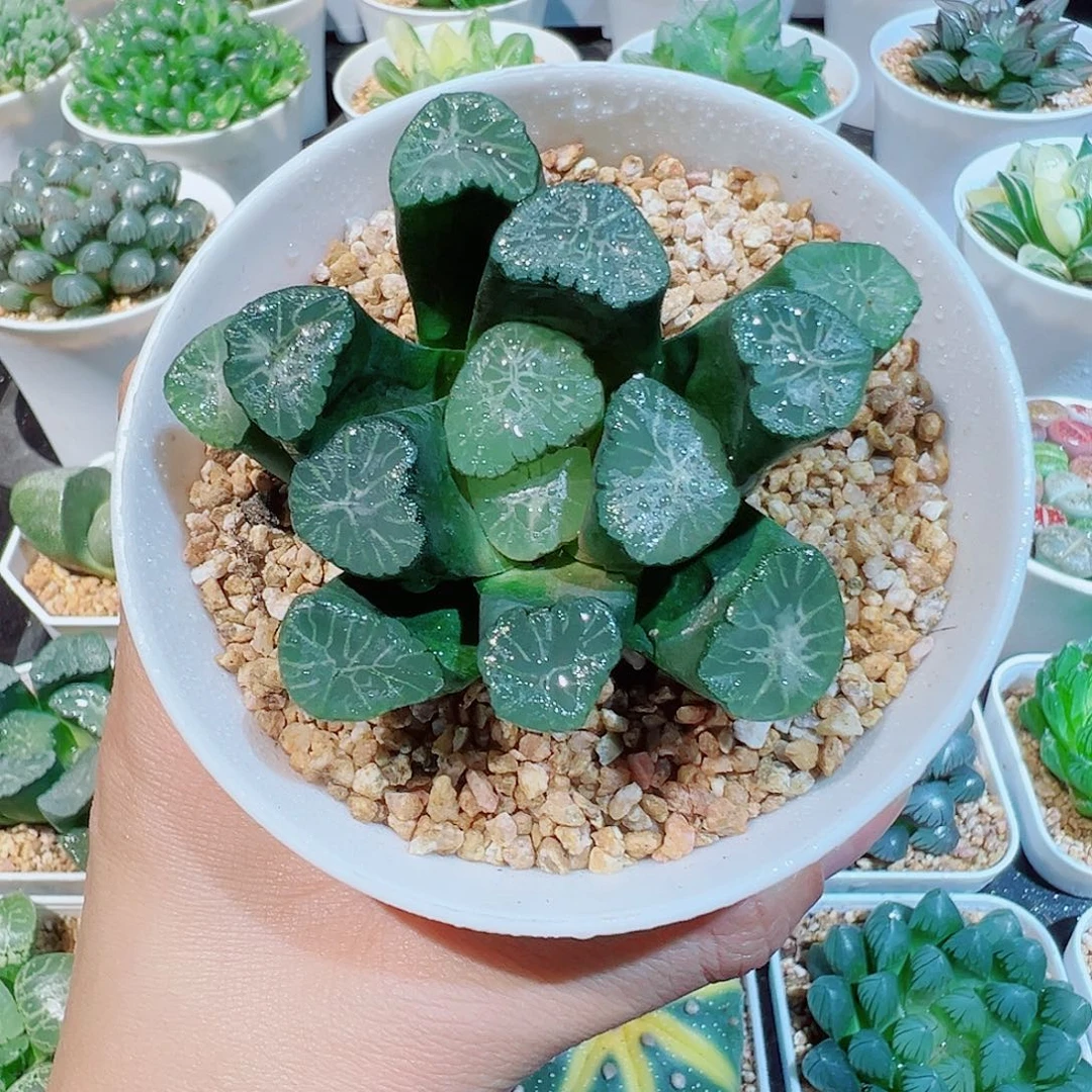 雪国万象多肉多肉多