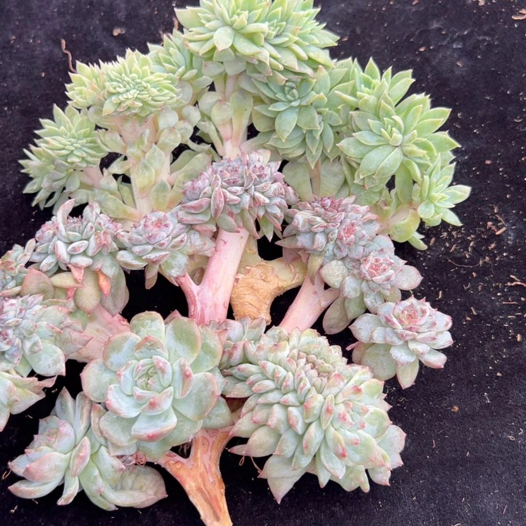 新年快乐 新年快乐 新年快乐