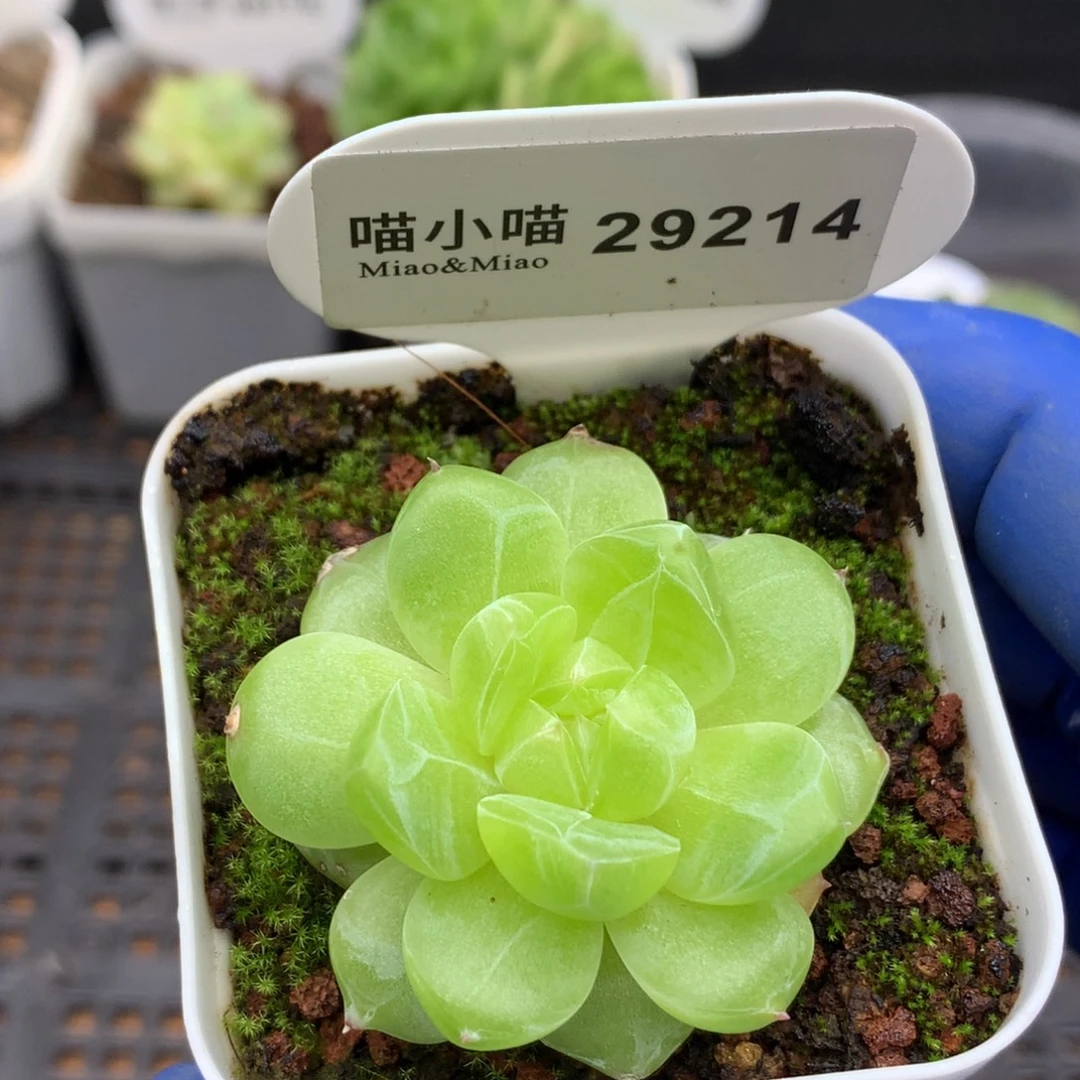多肉植物杂交珍妮