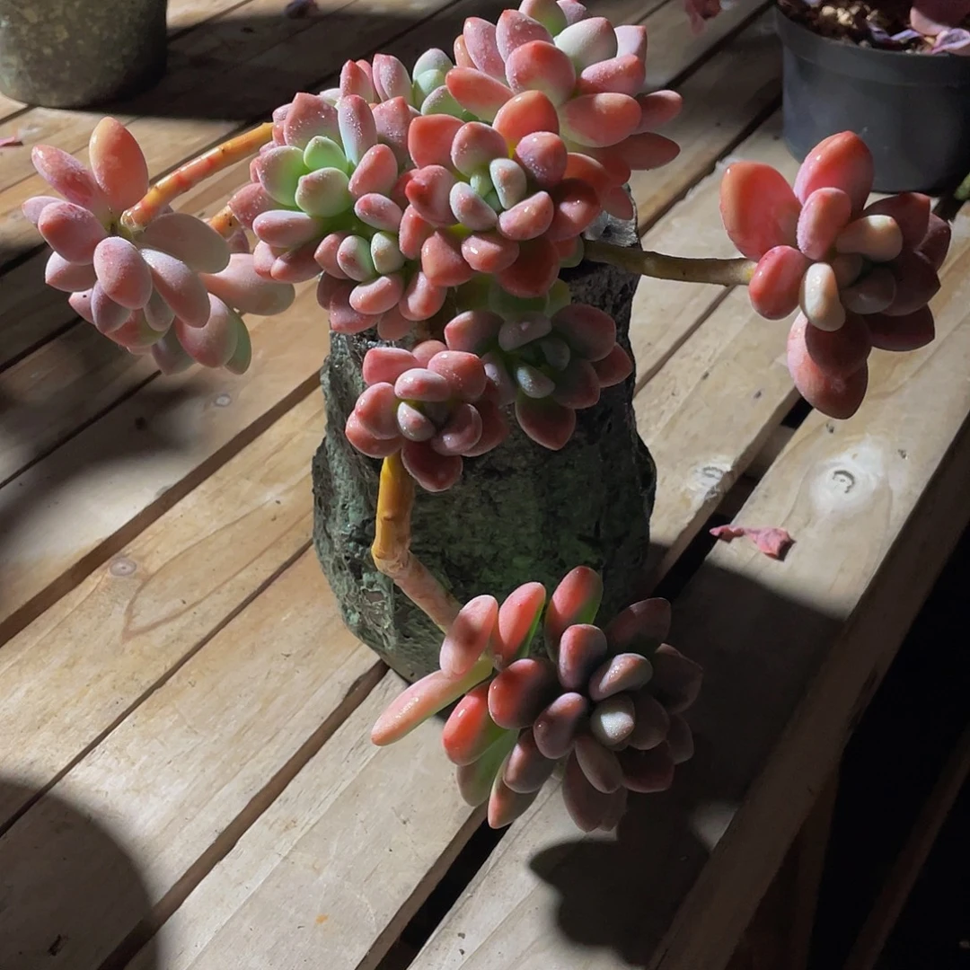 洛神多肉植物中群4145