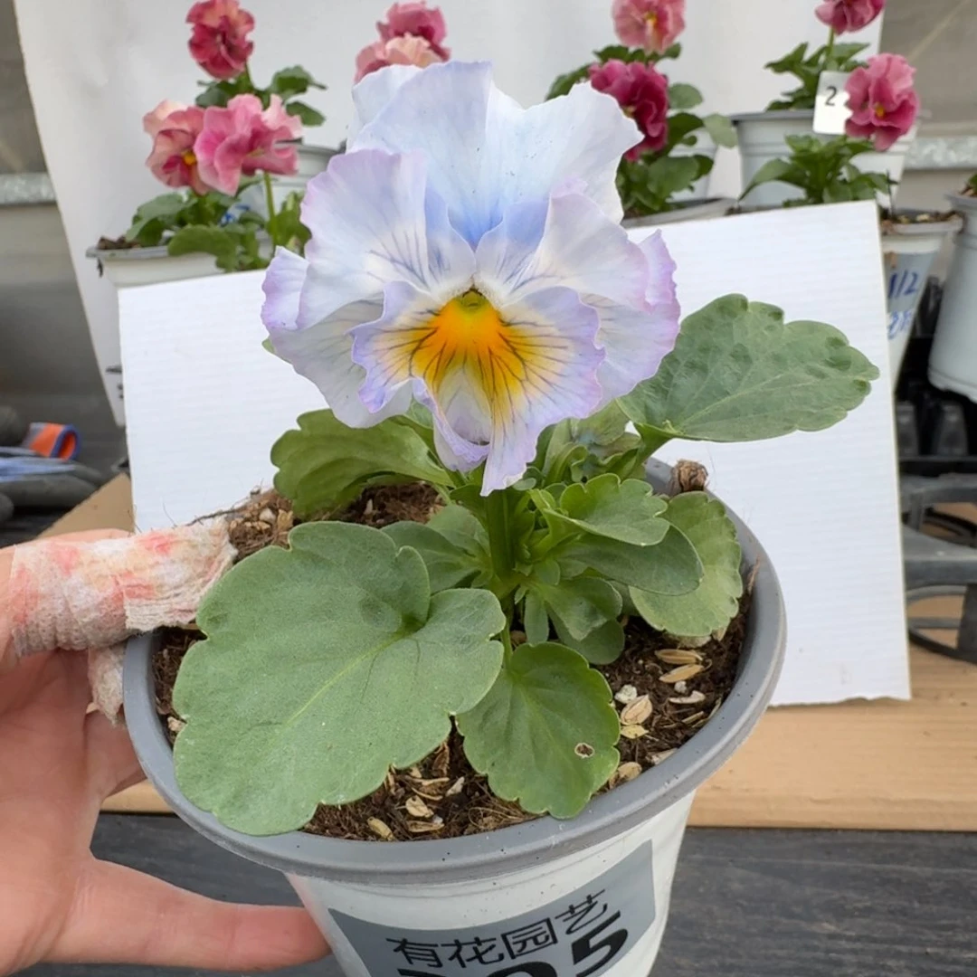 无花朵305号角堇