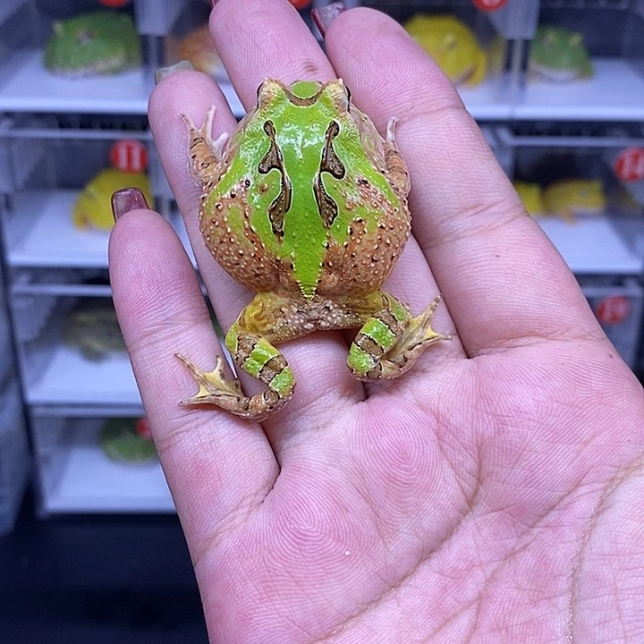 角蛙恭喜发财大吉大利