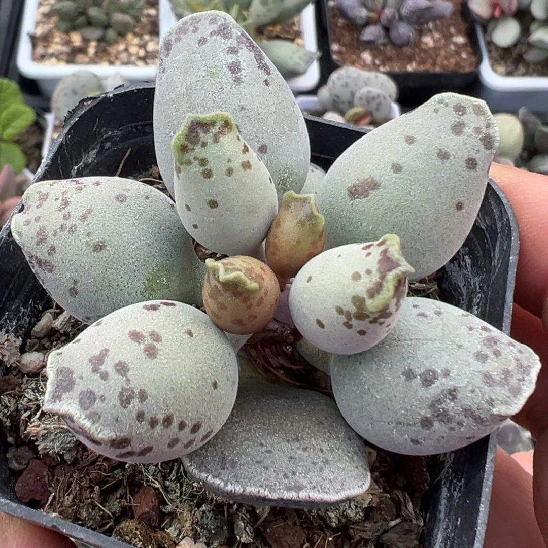 白肌海豹多肉植物水泡