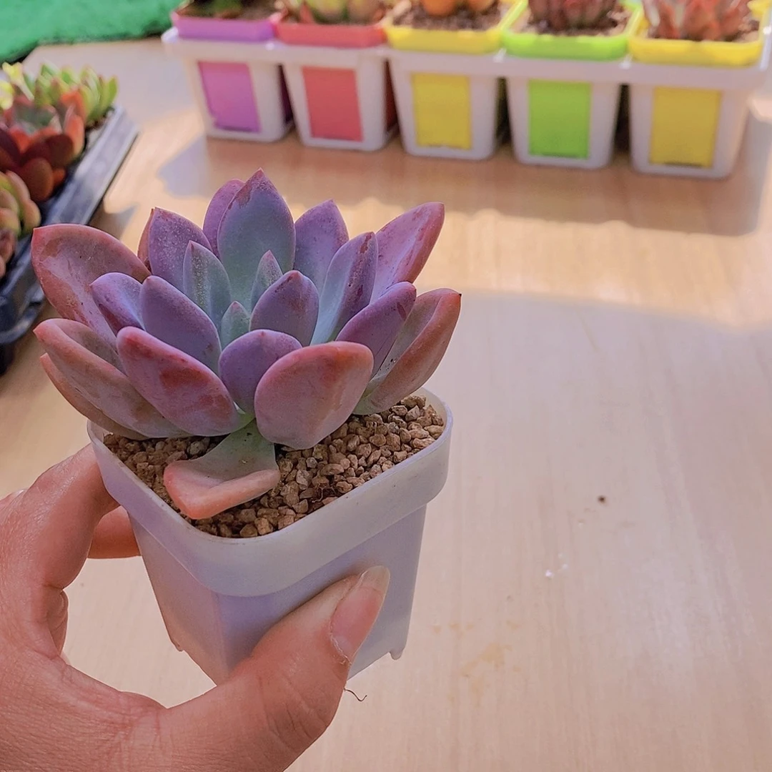 无花朵多肉植物奥普琳娜送盆包邮