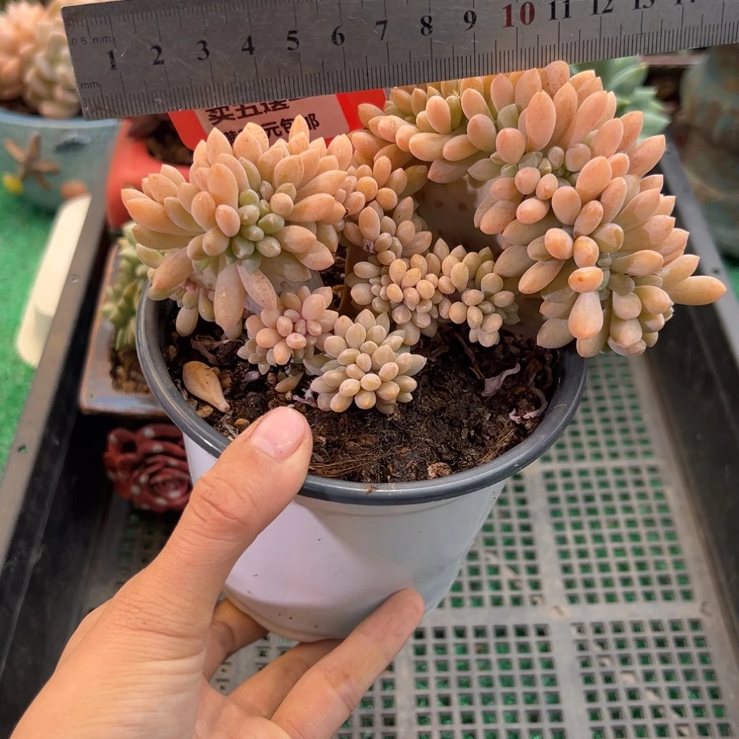 表妹精品多肉植物6367.