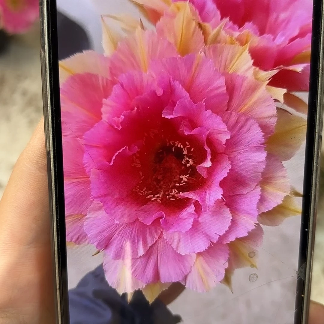彩草99号6.5-7公分侧牙