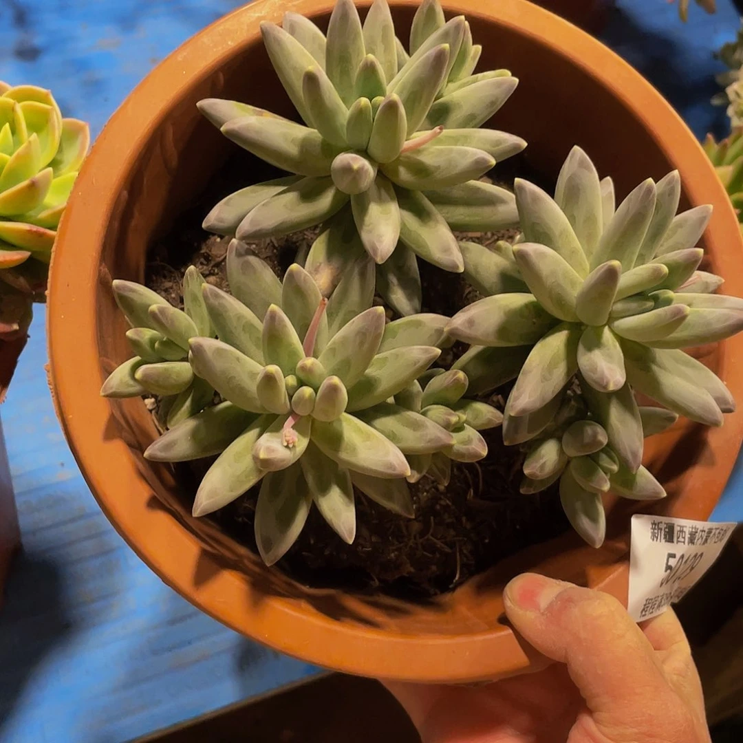 秦*大巫拉克拉50129多肉