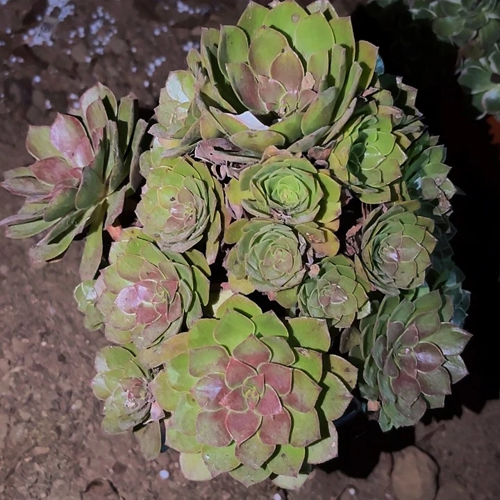 559红魔多肉植物不售后