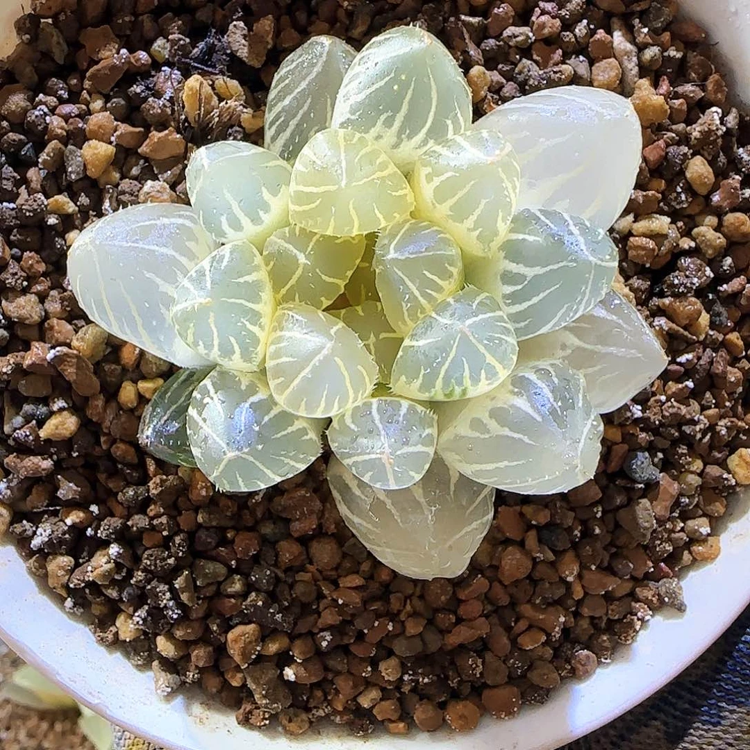 33糊斑oh 5 厘米左右一物一拍带盆发货