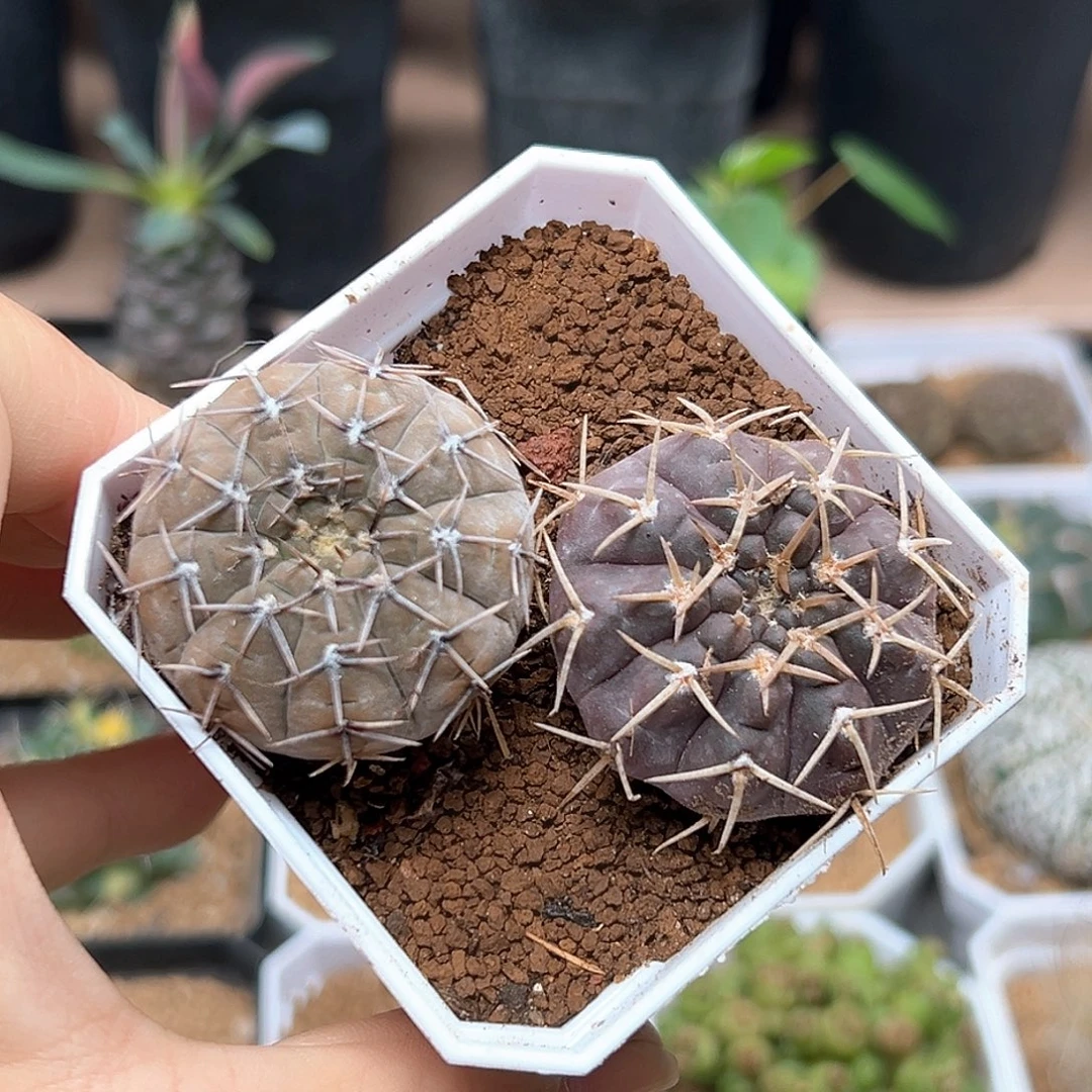 无花朵优选紫肌裸萼实生球2颗