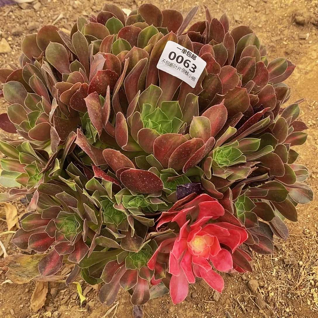 063女巫中斑锦多肉