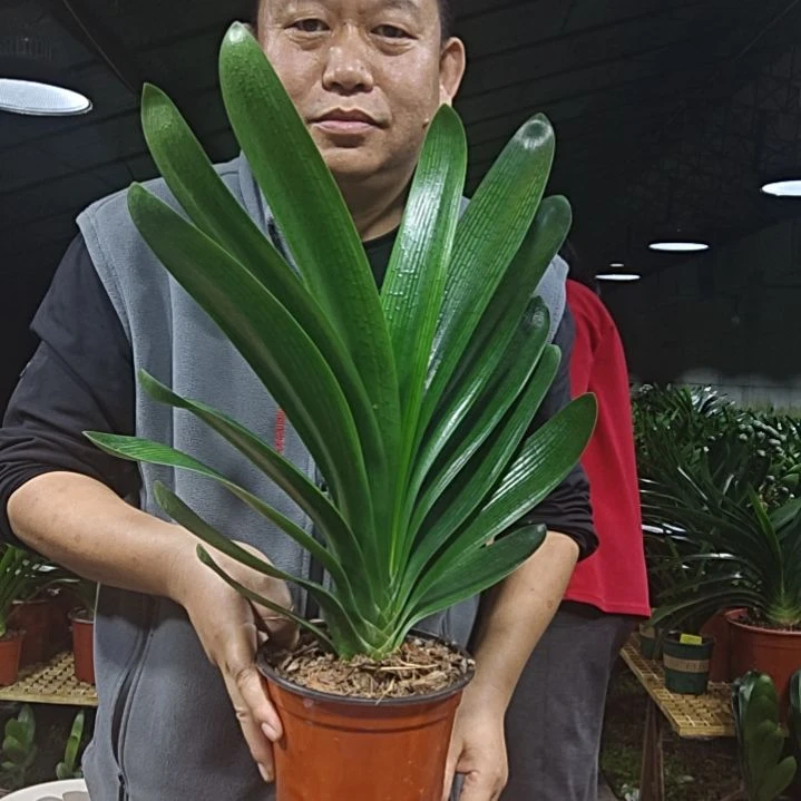 大***斌无花朵大斌     39