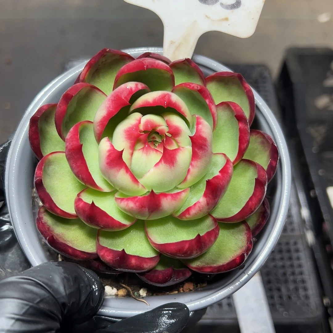 任***我惊鸿仙子一物一拍 2065号