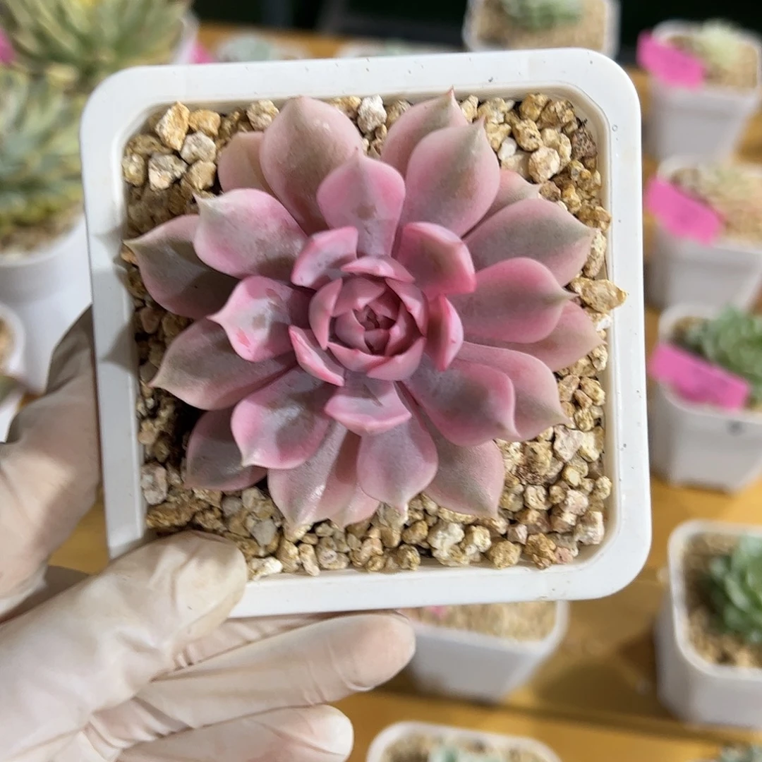 粉蝶锦 婕宝一物一拍