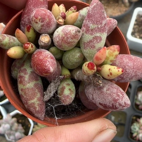 284梅花鹿多肉植物多