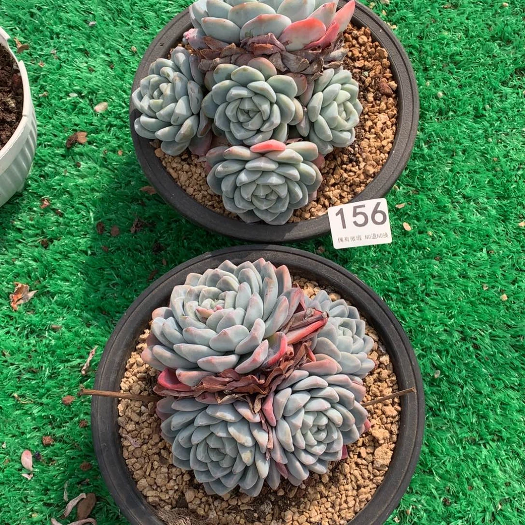 156手捧冰玉多肉植物组合