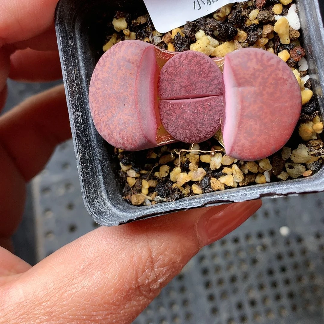 B163多肉植物保护研究所