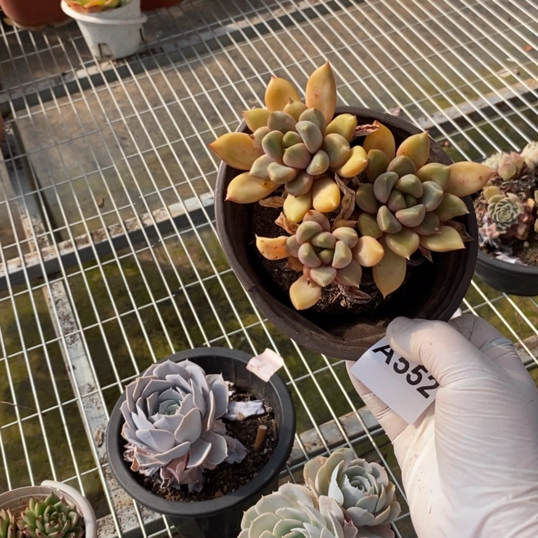 552象牙多头一物一拍