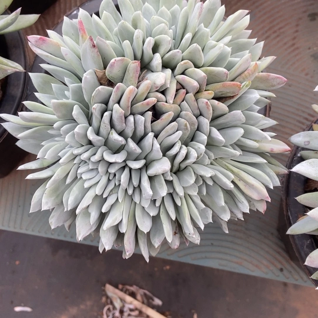 花***贝帕缀啦啦了啦啦啦了