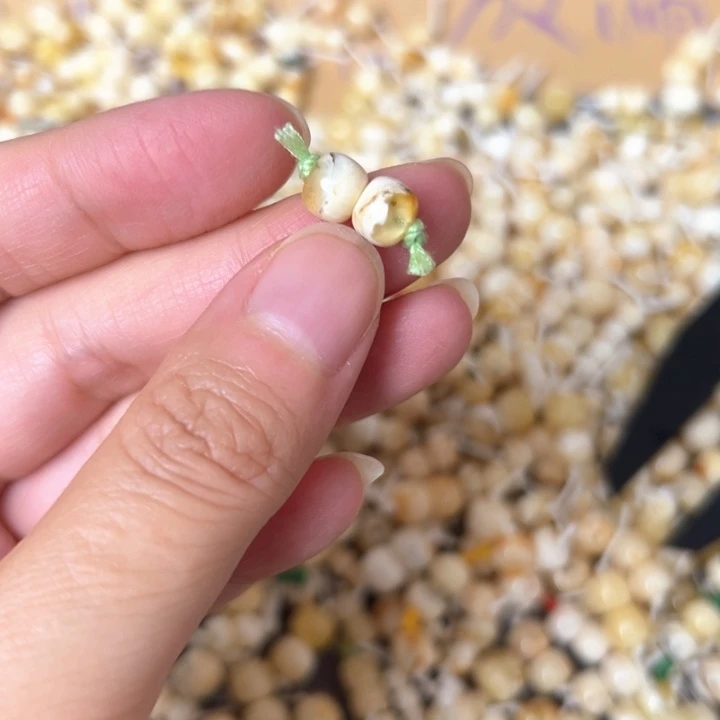 蜜蜡未镶嵌裸石6.9mm一对